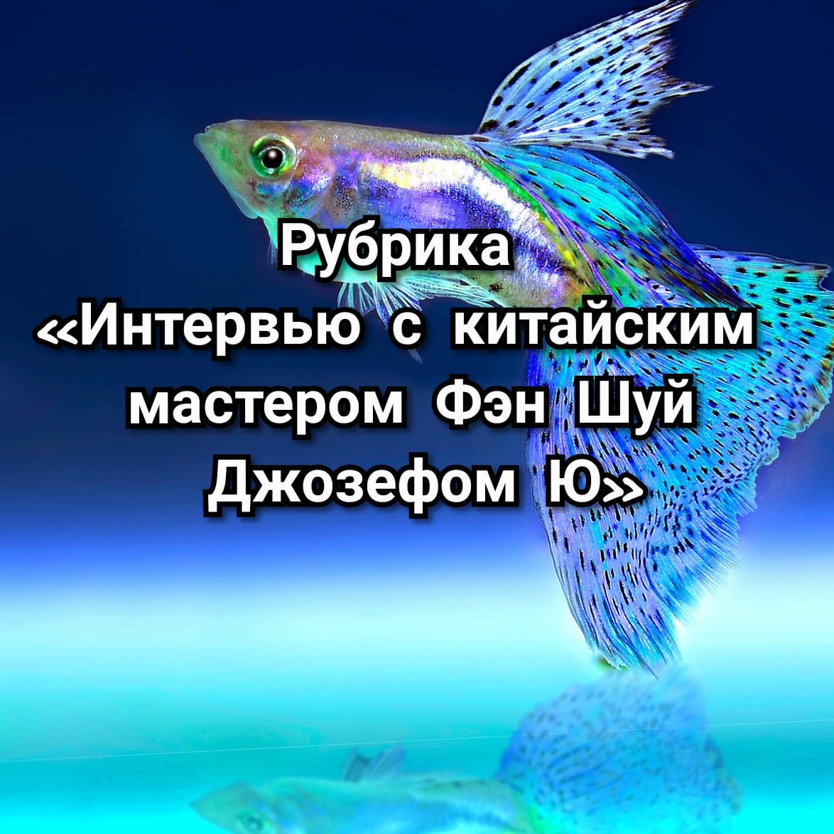 Рыбка в аквариуме - Интервью с Мастером Джозефом Ю - Fengshuimaster.Ru